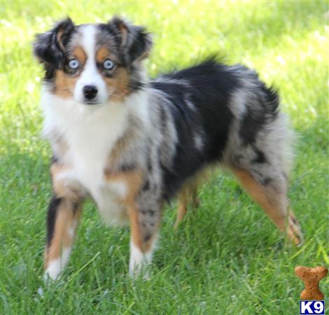 Miniature Australian Shepherd